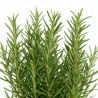 Romarin officinalis 20cm Godet 9cm - Rosmarinus