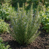Romarin officinalis 20cm Godet 9cm - Rosmarinus