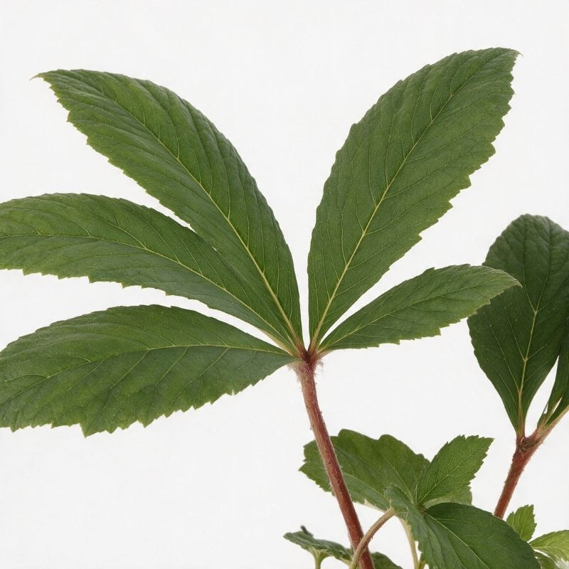 Rodgersia pinnata 20cm Godet 9cm - Rodgersia