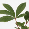 Rodgersia pinnata 20cm Godet 9cm - Rodgersia