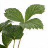Rodgersia aesculifolia 20cm Godet 9cm - Rodgersia