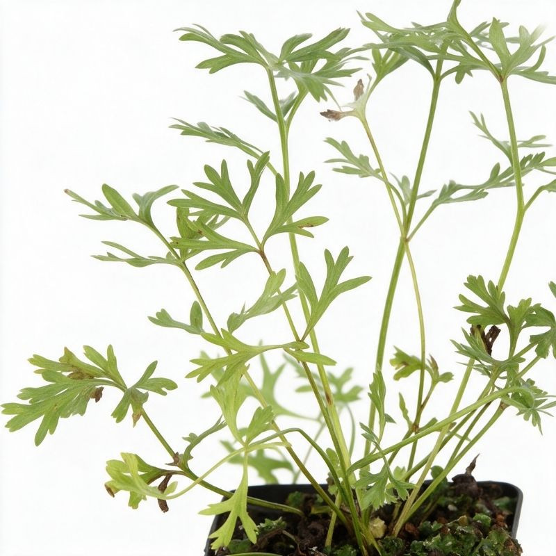 Pulsatille vulgaris 20cm Godet 9cm - Pulsatilla