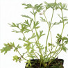 Pulsatille vulgaris 20cm Godet 9cm - Pulsatilla