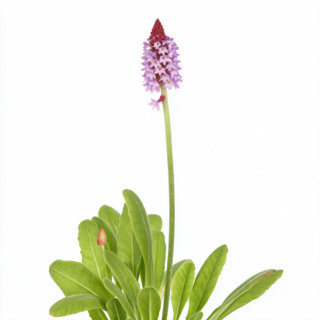 Primevère vialii 20cm Godet 9cm - Primula