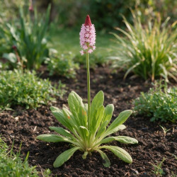 Primevère vialii 20cm Godet 9cm - Primula