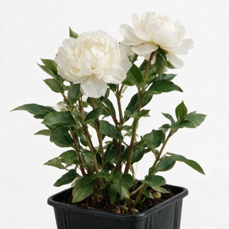 Pivoine Duchesse De Nemours 30cm Pot 1L - Paeonia