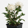 Pivoine Duchesse De Nemours 30cm Pot 1L - Paeonia