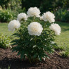 Pivoine Duchesse De Nemours 30cm Pot 1L - Paeonia