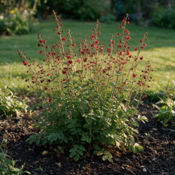Pimprenelle officinalis Red Thunder 20cm Godet 9cm - Sanguisorba