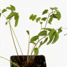 Pimprenelle officinalis 20cm Godet 9cm - Sanguisorba