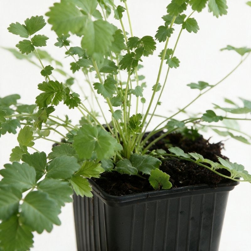 Pimprenelle minor 20cm Godet 9cm - Sanguisorba