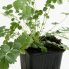 Pimprenelle minor 20cm Godet 9cm - Sanguisorba