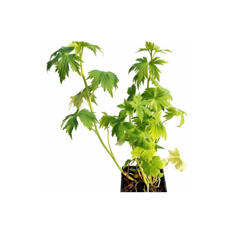 Pied-d'alouette Black Knight 20cm Godet 9cm - Delphinium
