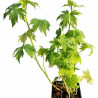 Pied-d'alouette Black Knight 20cm Godet 9cm - Delphinium