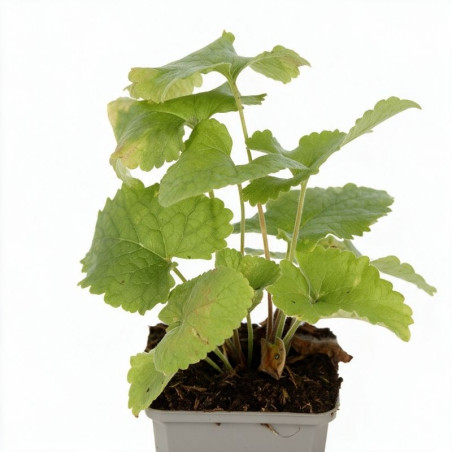 Phlomis tuberosa 20cm Godet 9cm - Phlomis