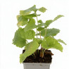 Phlomis tuberosa 20cm Godet 9cm - Phlomis