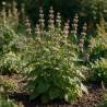 Phlomis tuberosa 20cm Godet 9cm - Phlomis
