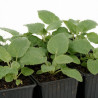 Phlomis russeliana 20cm Godet 9cm - Phlomis