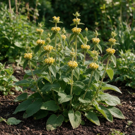 Phlomis russeliana 20cm Godet 9cm - Phlomis