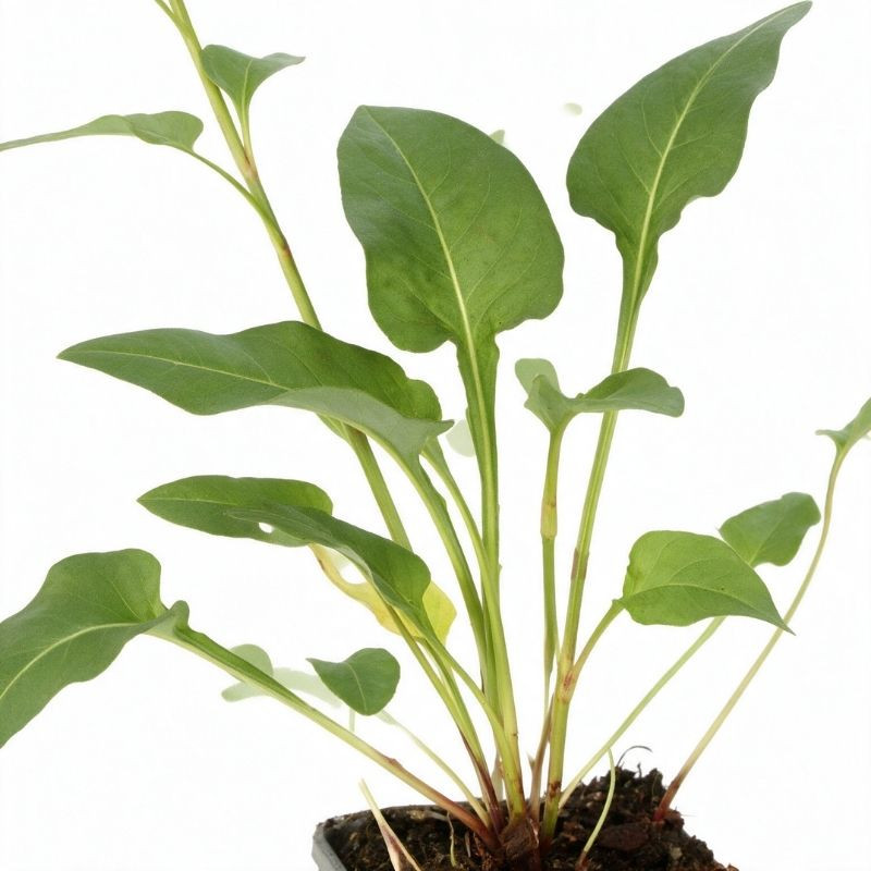 Persicaire bistorta 20cm Godet 9cm - Persicaria