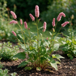 Persicaire bistorta 20cm Godet 9cm - Persicaria