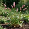 Persicaire bistorta 20cm Godet 9cm - Persicaria