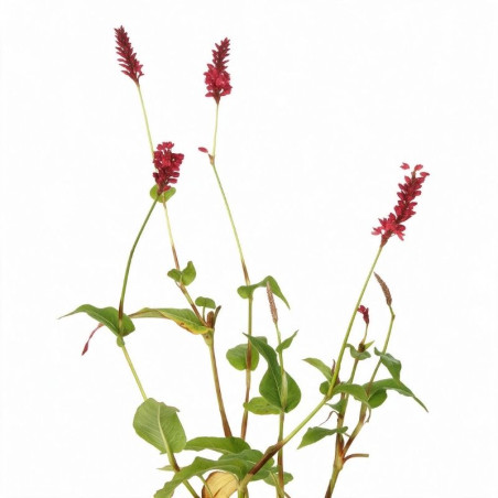 Persicaire amplexicaulis Speciosa 20cm Godet 9cm - Persicaria
