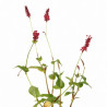 Persicaire amplexicaulis Speciosa 20cm Godet 9cm - Persicaria
