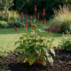 Persicaire amplexicaulis Speciosa 20cm Godet 9cm - Persicaria