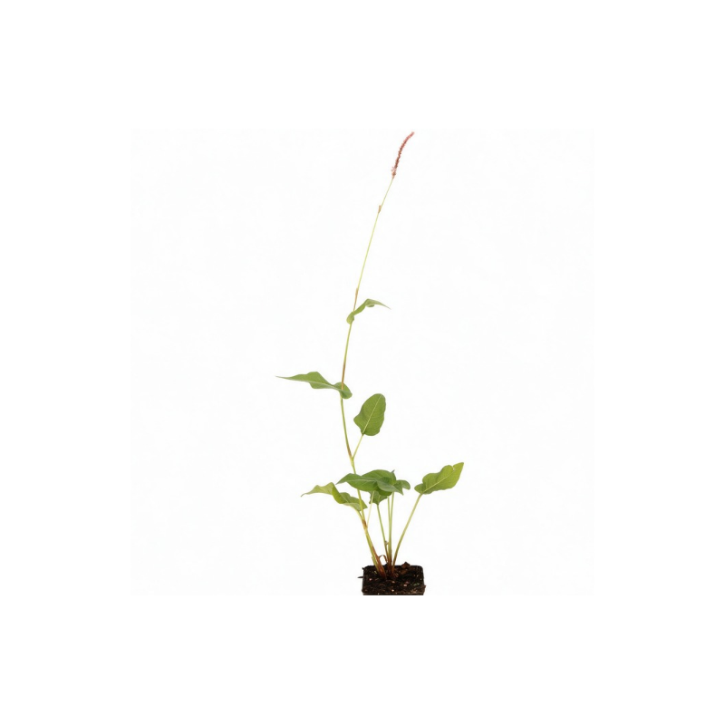 Persicaire amplexicaulis Orange Field 20cm Godet 9cm - Persicaria