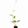 Persicaire amplexicaulis Orange Field 20cm Godet 9cm - Persicaria