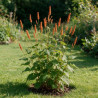 Persicaire amplexicaulis Orange Field 20cm Godet 9cm - Persicaria