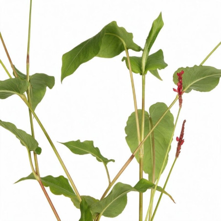 Persicaire amplexicaulis Lisan 20cm Godet 9cm - Persicaria