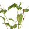 Persicaire amplexicaulis Lisan 20cm Godet 9cm - Persicaria
