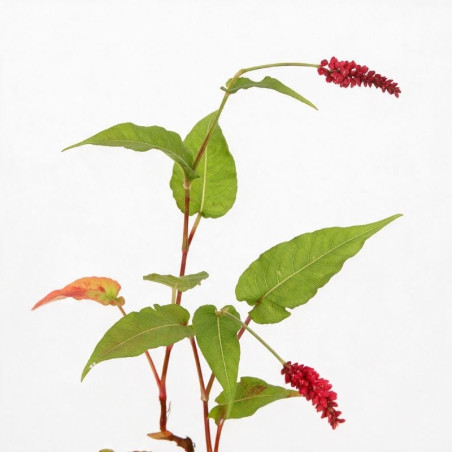Persicaire amplexicaulis Dark Red 20cm Godet 9cm - Persicaria