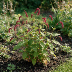 Persicaire amplexicaulis Dark Red 20cm Godet 9cm - Persicaria