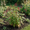 Persicaire amplexicaulis Dark Red 20cm Godet 9cm - Persicaria