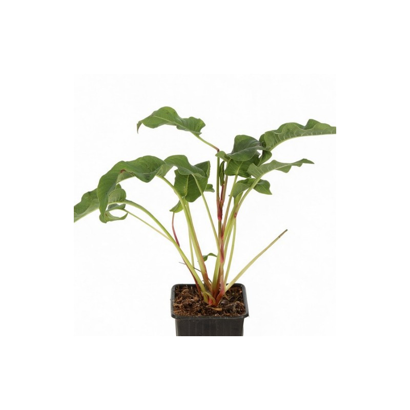 Persicaire amplexicaulis Blackfield 20cm Godet 9cm - Persicaria