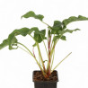 Persicaire amplexicaulis Blackfield 20cm Godet 9cm - Persicaria