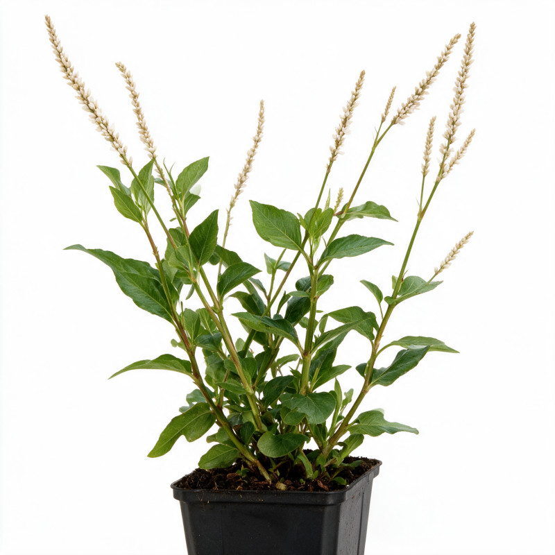 Persicaire amplexicaulis Alba 20cm Godet 9cm - Persicaria