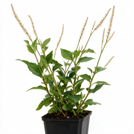 Persicaire amplexicaulis Alba 20cm Godet 9cm - Persicaria