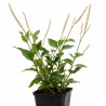 Persicaire amplexicaulis Alba 20cm Godet 9cm - Persicaria