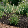 Persicaire amplexicaulis Alba 20cm Godet 9cm - Persicaria
