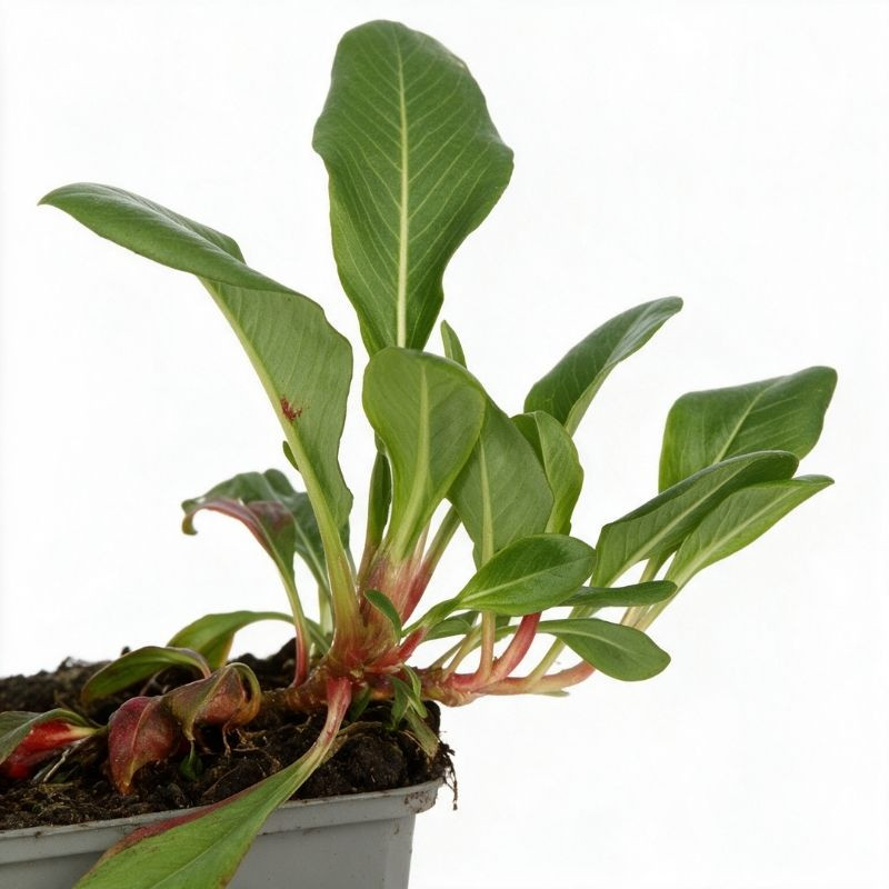 Persicaire affinis Superba 20cm Godet 9cm - Persicaria