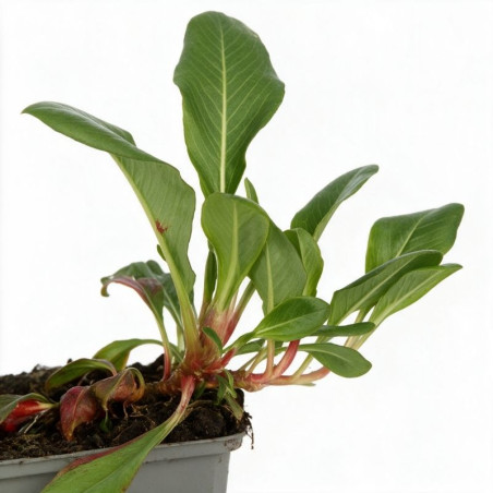 Persicaire affinis Superba 20cm Godet 9cm - Persicaria