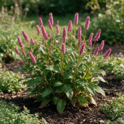 Persicaire affinis Superba 20cm Godet 9cm - Persicaria
