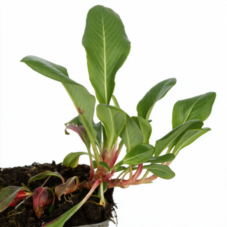 Persicaire affinis Superba 20cm Godet 9cm - Persicaria