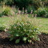 Persicaire affinis Superba 20cm Godet 9cm - Persicaria