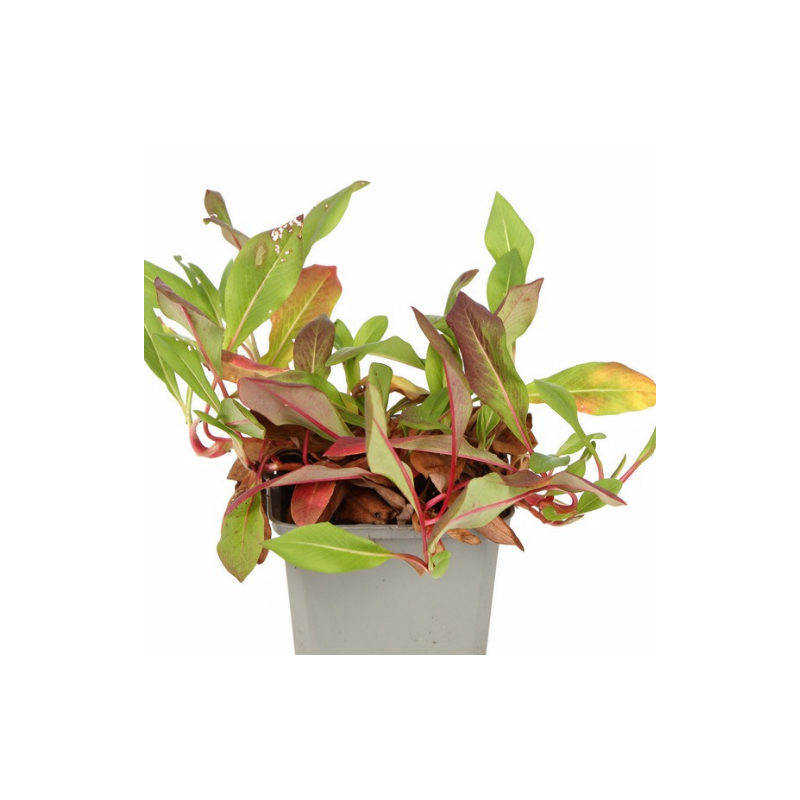 Persicaire affinis Donald Lowndes 20cm Godet 9cm - Persicaria