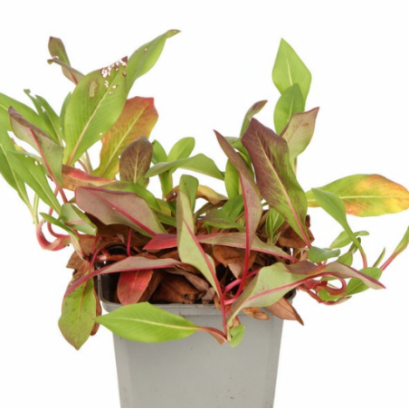 Persicaire affinis Donald Lowndes 20cm Godet 9cm - Persicaria